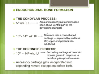  ENDOCHONDRAL BONE FORMATION
 THE CONDYLAR PROCESS:
 5th wk. IU
 10th- 14th wk. IU
 THE CORONOID PROCESS:
 10th – 14th wk. IU
 Accessory cartilage gets incorporated into
expanding ramus; disappears before birth.
31
Area of mesenchymal condensation
seen above ventral part of the
developing mandible
Develops into a cone-shaped
cartilage → replaced by mid-fetal
life; upper end persists into
adulthood
Secondary cartilage of coronoid
process grows in response to
developing temporalis muscle.
 