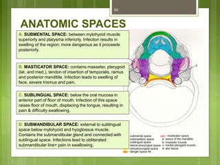 ANATOMIC SPACES
54
A. SUBMENTAL SPACE: between mylohyoid muscle
superiorly and platysma inferiorly. Infection results in
swelling of the region; more dangerous as it proceeds
posteriorly.
B. MASTICATOR SPACE: contains masseter, pterygoid
(lat. and med.), tendon of insertion of temporalis, ramus
and posterior mandible. Infection leads to swelling of
face, severe trismus and pain.
C. SUBLINGUAL SPACE: below the oral mucosa in
anterior part of floor of mouth. Infection of this space
raises floor of mouth, displacing the tongue, resulting in
pain & difficulty swallowing.
D. SUBMANDIBULAR SPACE: external to sublingual
space below mylohyoid and hyoglossus muscle.
Contains the submandibular gland and connected with
sublingual space. Infections lead to obliterated
submandibular line+ pain in swallowing.
 