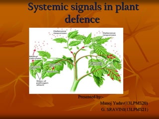 Systemic signals in plant
defence
Presented by:-
Manoj Yadav(13LPMS20)
G. SRAVINI(13LPMS21)
 