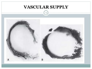 VASCULAR SUPPLY
14
 