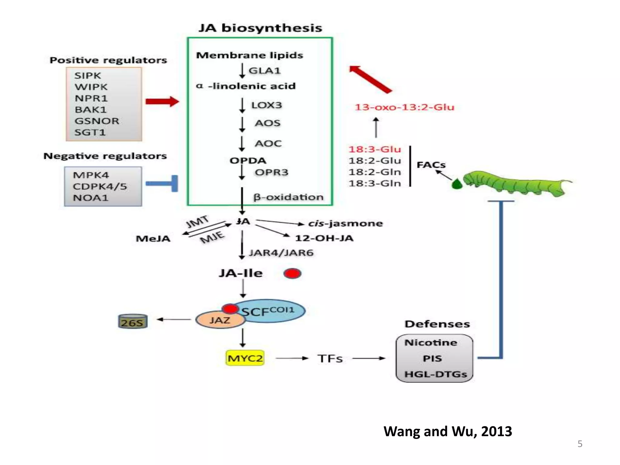 ROLE OF JASMONIC ACID IN PLANT DEVELOPMENT &DEFENCE MECHANISM | PPTX