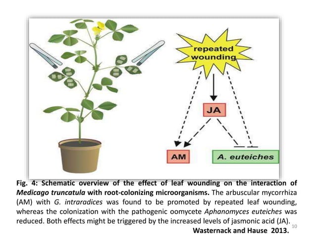ROLE OF JASMONIC ACID IN PLANT DEVELOPMENT &DEFENCE MECHANISM | PPTX