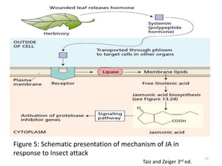 ROLE OF JASMONIC ACID IN PLANT DEVELOPMENT &DEFENCE MECHANISM | PPTX