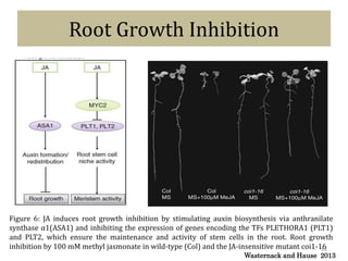 ROLE OF JASMONIC ACID IN PLANT DEVELOPMENT &DEFENCE MECHANISM | PPTX