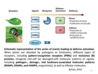 ROLE OF JASMONIC ACID IN PLANT DEVELOPMENT &DEFENCE MECHANISM | PPTX