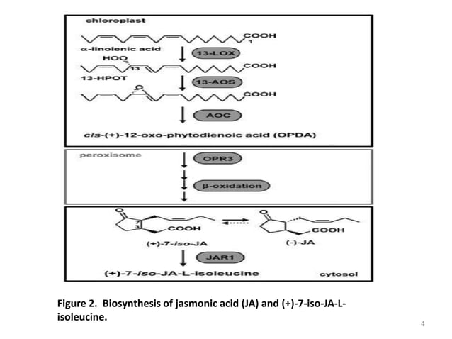 ROLE OF JASMONIC ACID IN PLANT DEVELOPMENT &DEFENCE MECHANISM | PPT