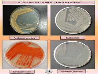 Biological management of rice diseases | PPTX