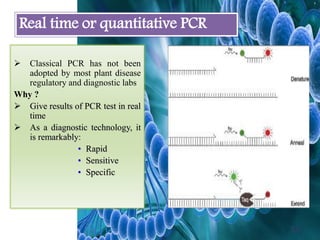  Classical PCR has not been
adopted by most plant disease
regulatory and diagnostic labs
Why ?
 Give results of PCR test in real
time
 As a diagnostic technology, it
is remarkably:
• Rapid
• Sensitive
• Specific
Real time or quantitative PCR
16
 