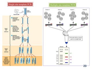 23
Single site template PCR Multiple site template PCR
 