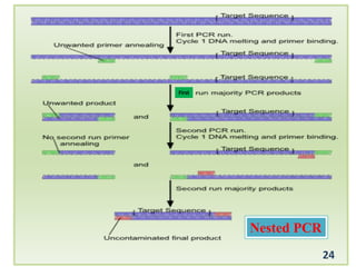 Nested PCR
24
First
 