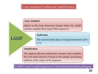 Loop mediated isothermal amplification
Loop-mediated
Refers to the loop structures formed when the LAMP
primers amplify their target DNA sequences
Isothermal
The reaction takes place at single temperature (63-
67oC
Amplification
The highest efficient polymerase enzyme used amplifies
the very small amount of target in the sample, generating
millions of the copies of the sequence
LAMP
28
LAMP is used in rapid diagnosis of viral and bacterial plant pathogens
 