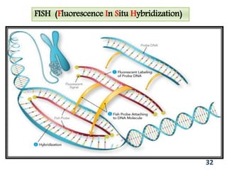 32
FISH (Fluorescence In Situ Hybridization)
 