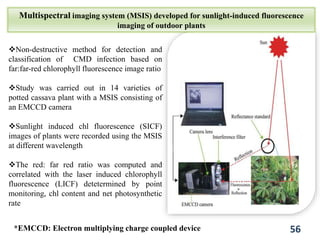 Multispectral imaging system (MSIS) developed for sunlight-induced fluorescence
imaging of outdoor plants
56
*EMCCD: Electron multiplying charge coupled device
Non-destructive method for detection and
classification of CMD infection based on
far:far-red chlorophyll fluorescence image ratio
Study was carried out in 14 varieties of
potted cassava plant with a MSIS consisting of
an EMCCD camera
Sunlight induced chl fluorescence (SICF)
images of plants were recorded using the MSIS
at different wavelength
The red: far red ratio was computed and
correlated with the laser induced chlorophyll
fluorescence (LICF) detetermined by point
monitoring, chl content and net photosynthetic
rate
 