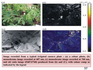 Image recorded from a typical irrigated cassava plant : (a) a colour photo, (b)
monochrome image recorded at 687 nm, (c) monochrome image recorded at 760 nm,
and (d) ratio image (F687:F760) produced from (b) and (C), with colour ramp as
indicated by the legend
57
 