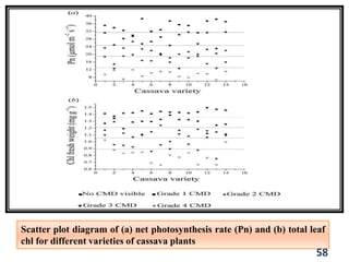 Scatter plot diagram of (a) net photosynthesis rate (Pn) and (b) total leaf
chl for different varieties of cassava plants
58
 