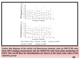 Scatter plot diagram of the red:far red fluorescence intensity ratio (a) F687:F760 ratio
from SICF imaging measurement and (b) F685:F735 ratio from point monitoring of
LICF. The cut-off lines for discrimination are drawn at the mean ratio value of the
adjoining groups
59
 