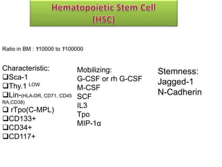 Stam Cell Niche