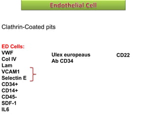 Stam Cell Niche