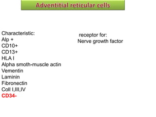 Stam Cell Niche
