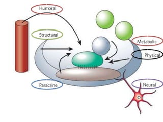 Stam Cell Niche