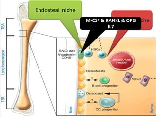 Stam Cell Niche