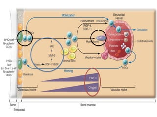 Stam Cell Niche
