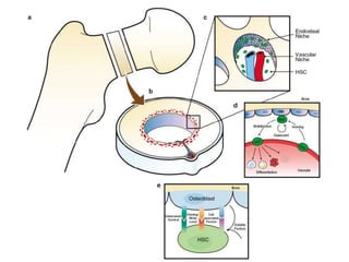 Stam Cell Niche