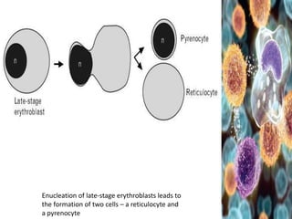 Stam Cell Niche