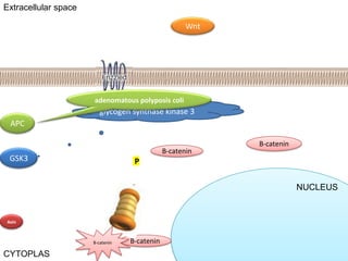 Stam Cell Niche