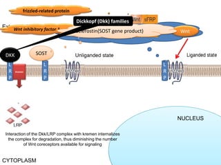 Stam Cell Niche