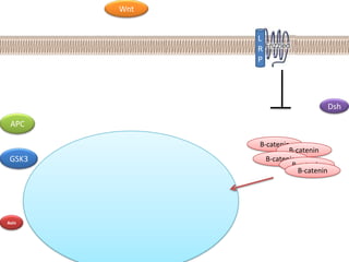 Stam Cell Niche