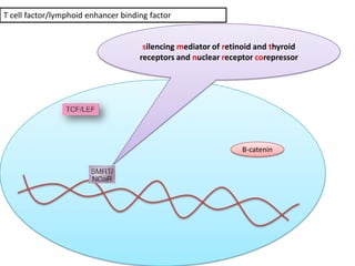 Stam Cell Niche
