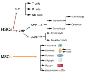 Stam Cell Niche