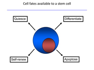 Stam Cell Niche