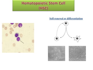 Stam Cell Niche