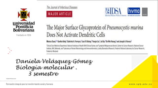 Daniela Velásquez Gómez
Biología molecular .
3 semestre
 