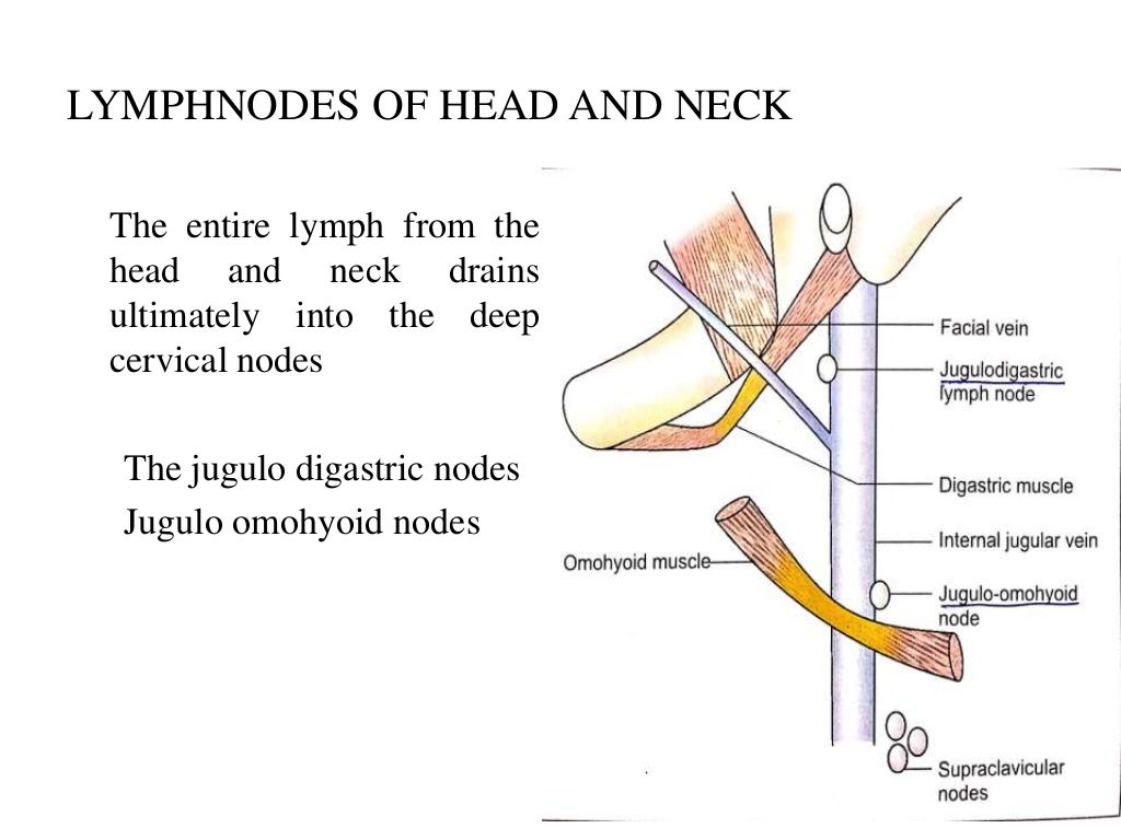 Differential Diagnosis of Lymphadenopathy