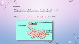 Seminar on Calcium metabolism | PPTX