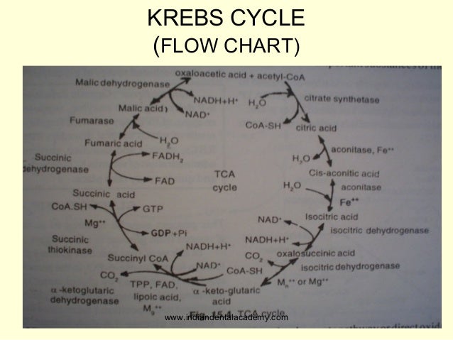 When Carbohydrate Is Metabolized Without Oxygen, It Is Called: Seminar on carbohydrates,proteins,and fat./endodontic courses