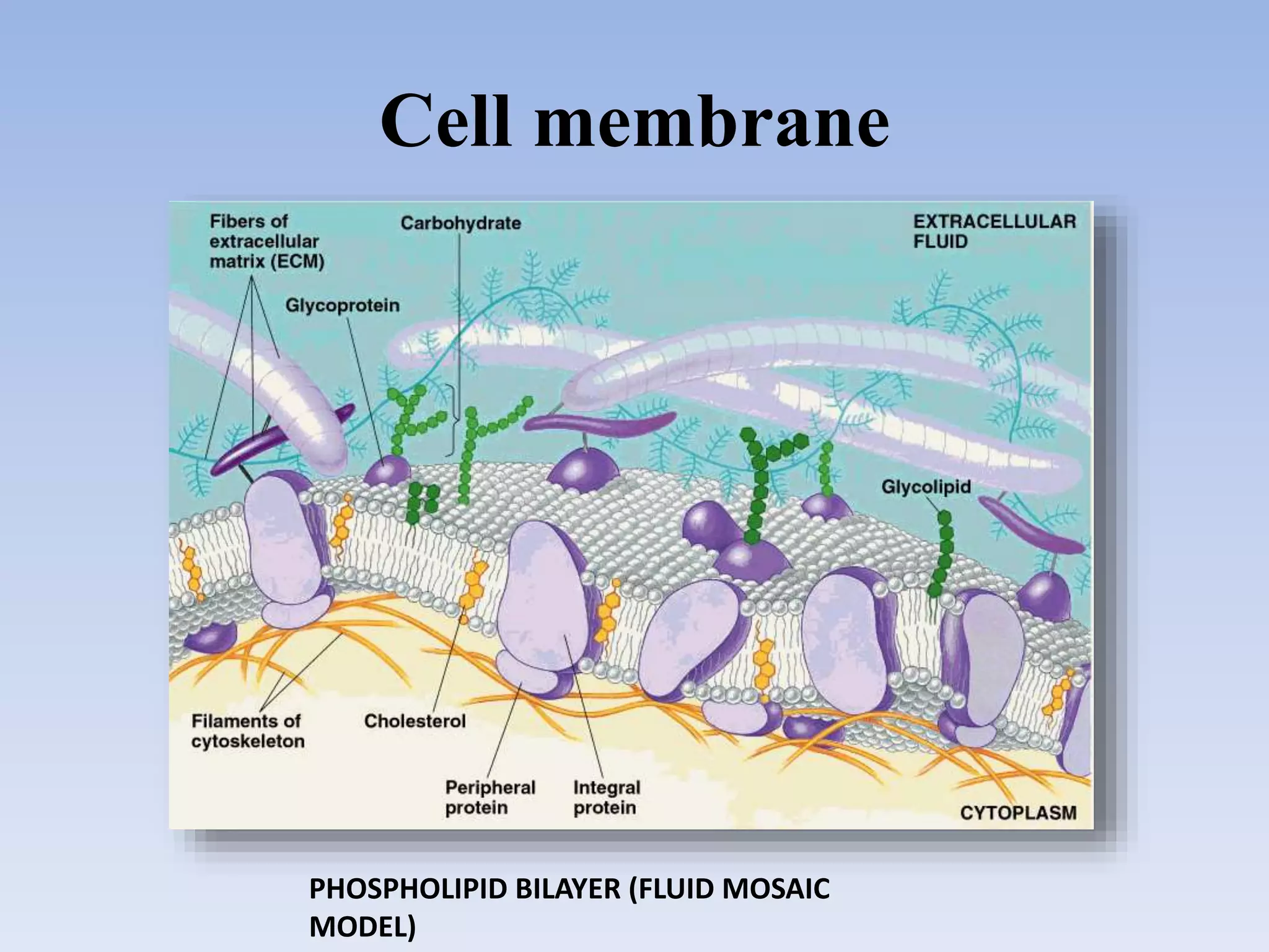 Cell membrane
PHOSPHOLIPID BILAYER (FLUID MOSAIC
MODEL)
 