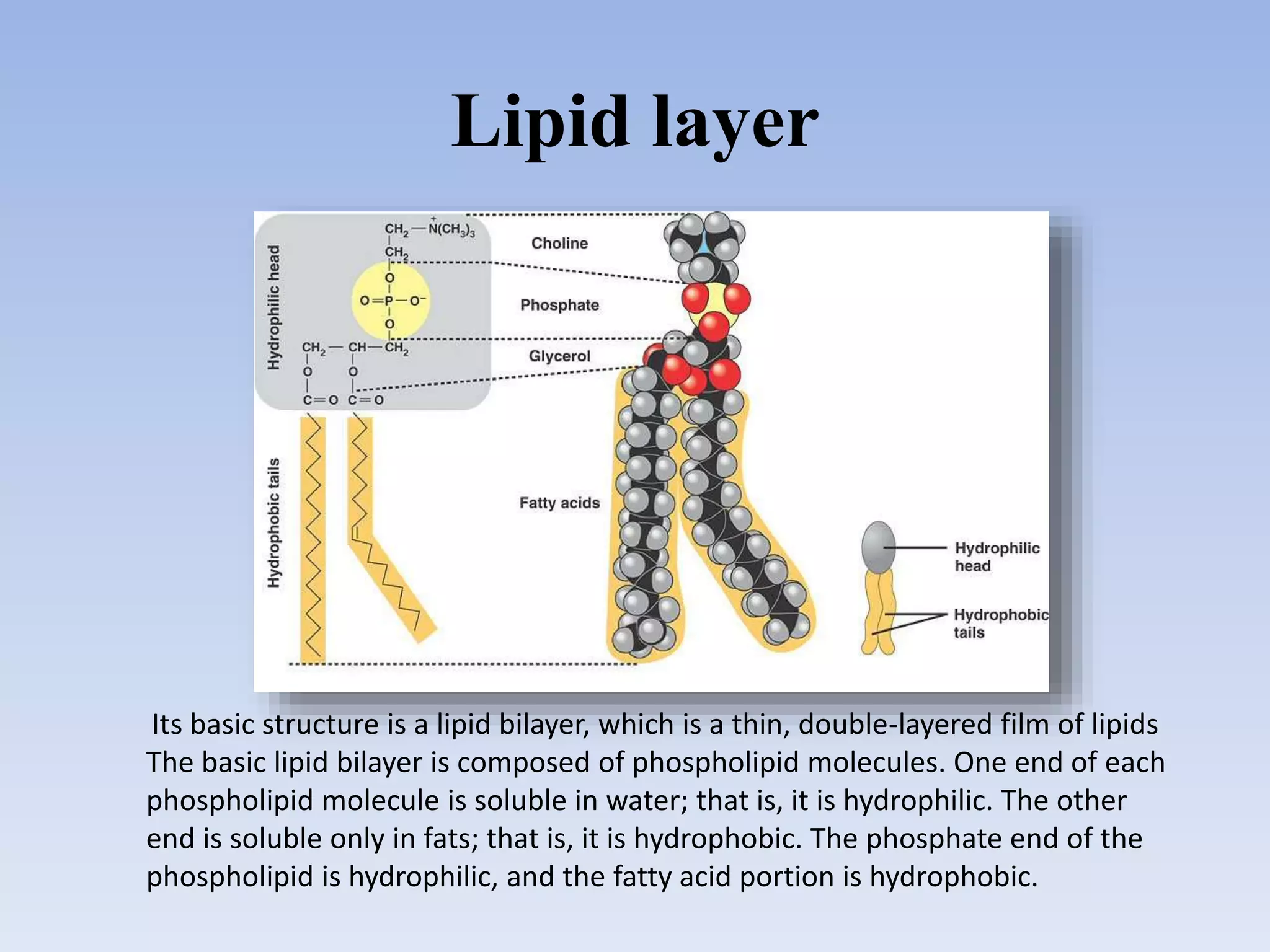 Lipid layer
Its basic structure is a lipid bilayer, which is a thin, double-layered film of lipids
The basic lipid bilayer is composed of phospholipid molecules. One end of each
phospholipid molecule is soluble in water; that is, it is hydrophilic. The other
end is soluble only in fats; that is, it is hydrophobic. The phosphate end of the
phospholipid is hydrophilic, and the fatty acid portion is hydrophobic.
 