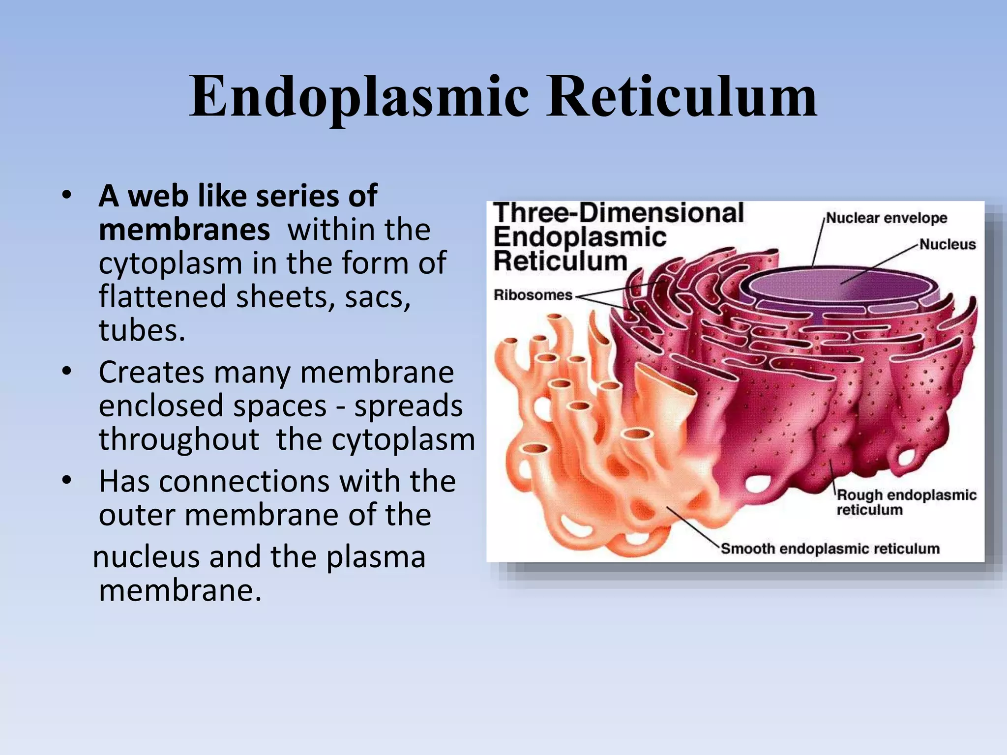 Endoplasmic Reticulum
• A web like series of
membranes within the
cytoplasm in the form of
flattened sheets, sacs,
tubes.
• Creates many membrane
enclosed spaces - spreads
throughout the cytoplasm
• Has connections with the
outer membrane of the
nucleus and the plasma
membrane.
 