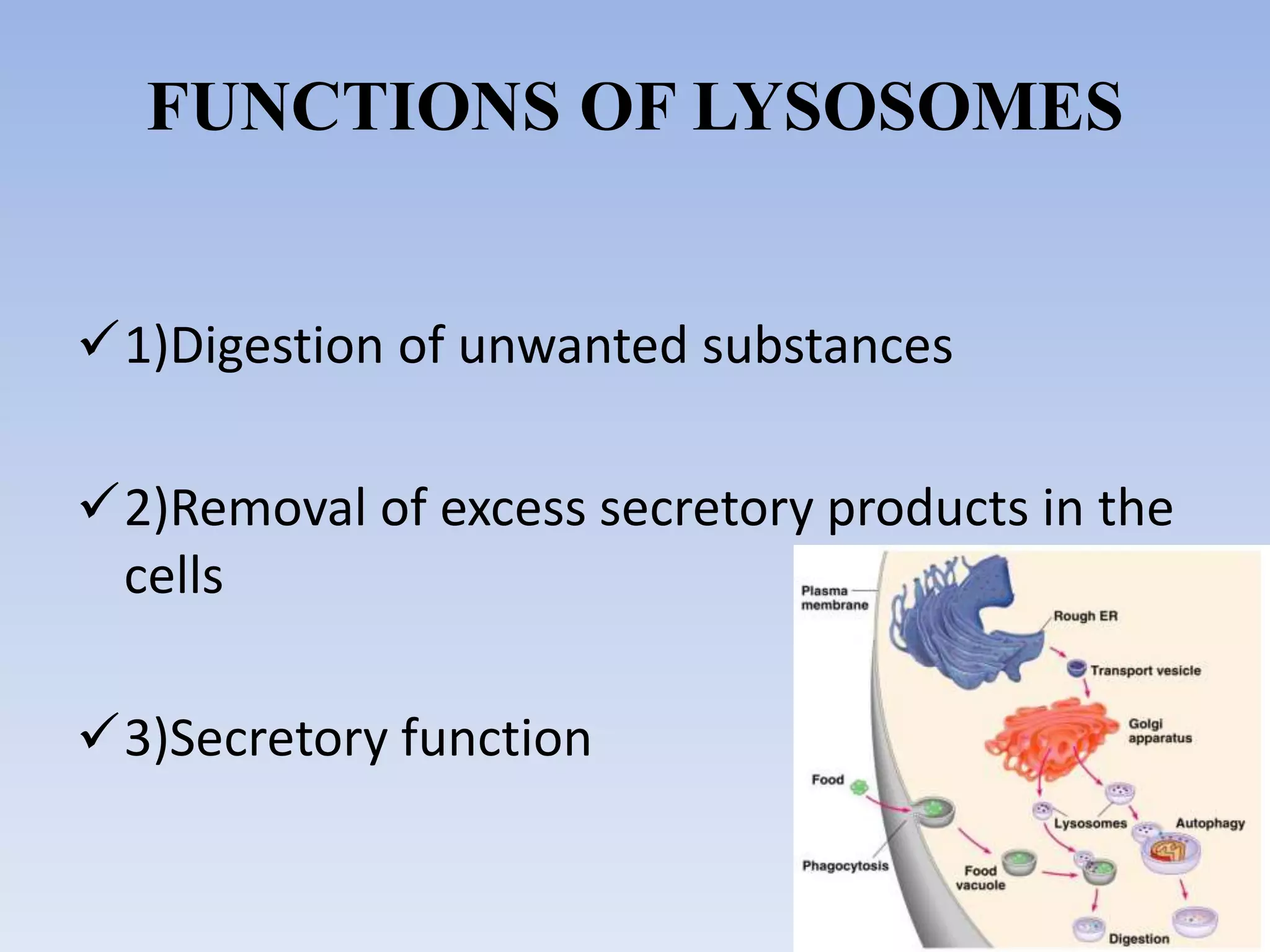 FUNCTIONS OF LYSOSOMES
1)Digestion of unwanted substances
2)Removal of excess secretory products in the
cells
3)Secretory function
 