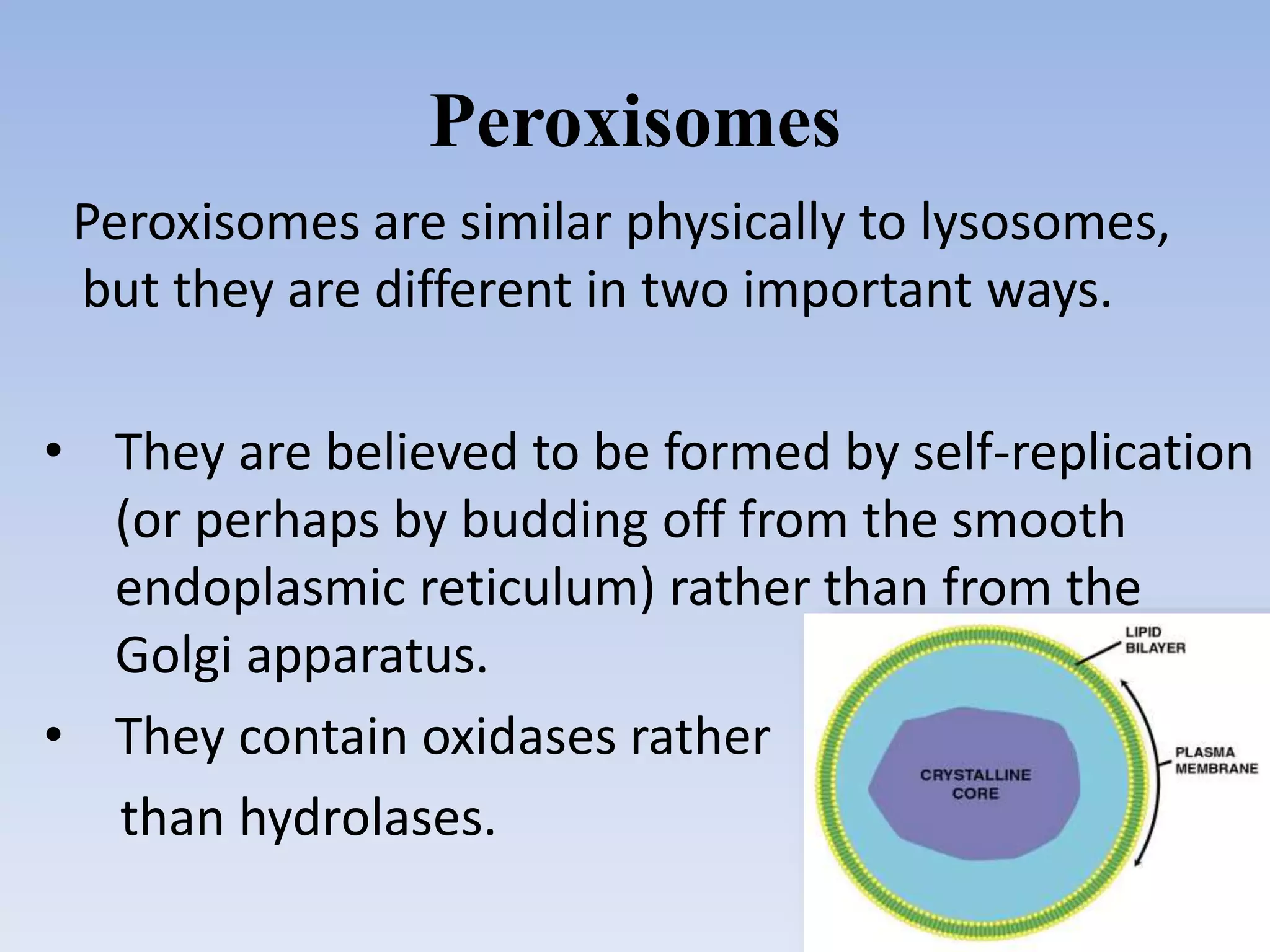 Peroxisomes
Peroxisomes are similar physically to lysosomes,
but they are different in two important ways.
• They are believed to be formed by self-replication
(or perhaps by budding off from the smooth
endoplasmic reticulum) rather than from the
Golgi apparatus.
• They contain oxidases rather
than hydrolases.
 