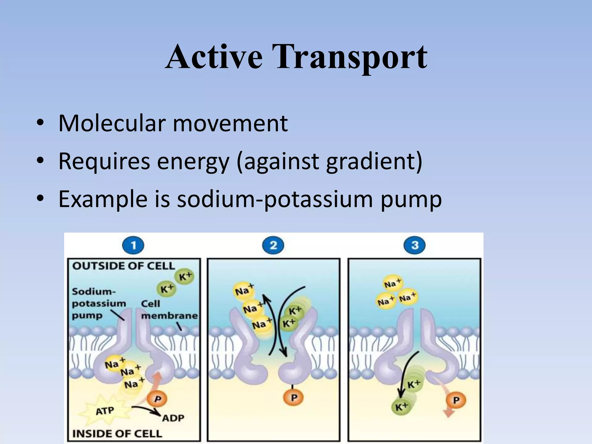Active Transport
• Molecular movement
• Requires energy (against gradient)
• Example is sodium-potassium pump
 