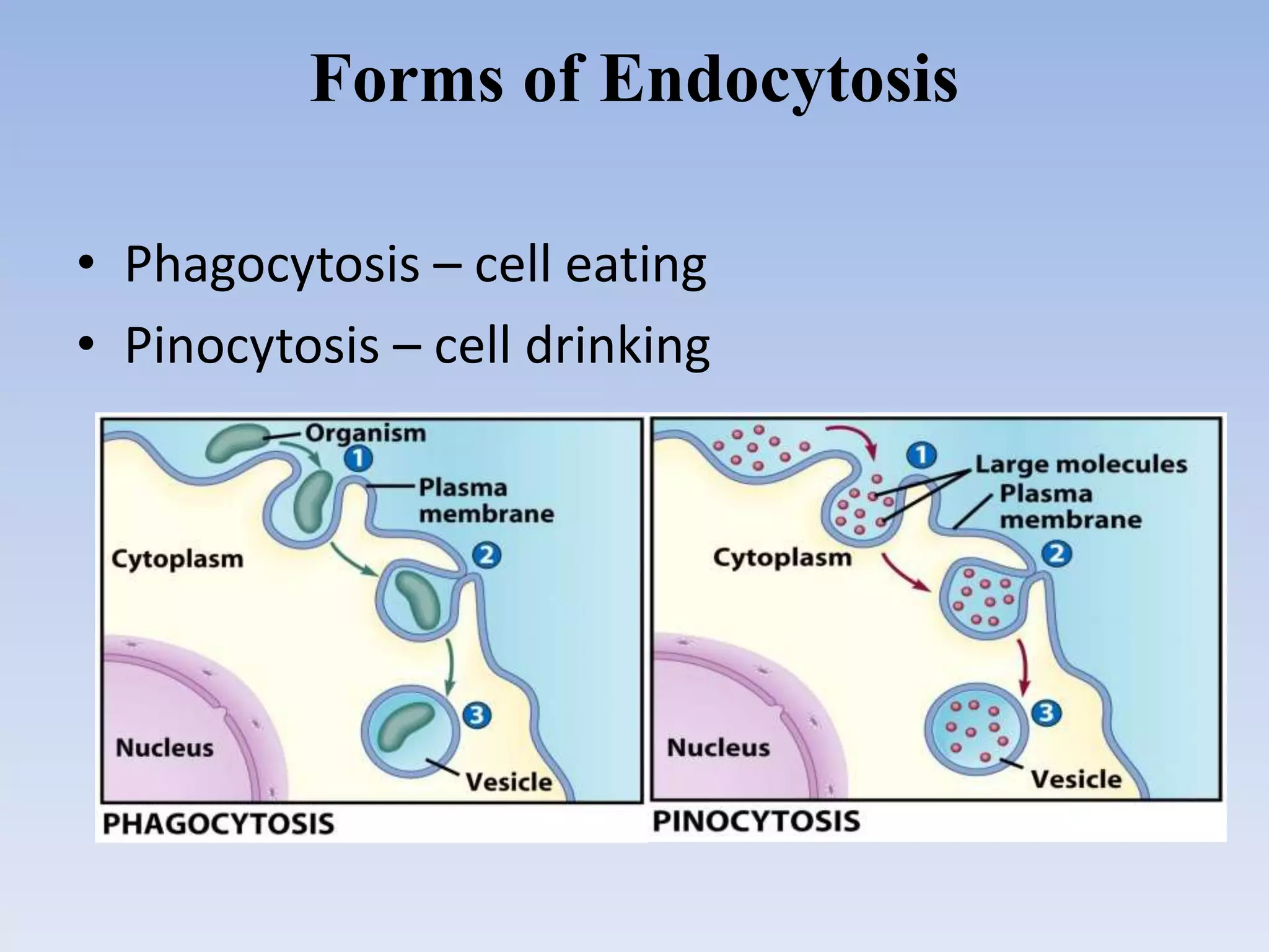 Forms of Endocytosis
• Phagocytosis – cell eating
• Pinocytosis – cell drinking
 