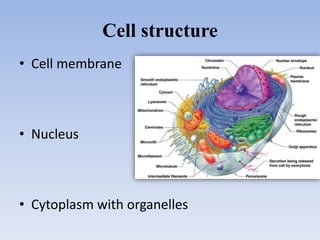 Cell structure
• Cell membrane
• Nucleus
• Cytoplasm with organelles
 