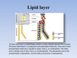 Lipid layer
Its basic structure is a lipid bilayer, which is a thin, double-layered film of lipids
The basic lipid bilayer is composed of phospholipid molecules. One end of each
phospholipid molecule is soluble in water; that is, it is hydrophilic. The other
end is soluble only in fats; that is, it is hydrophobic. The phosphate end of the
phospholipid is hydrophilic, and the fatty acid portion is hydrophobic.
 