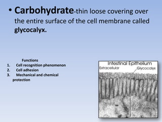 • Carbohydrate-thin loose covering over
the entire surface of the cell membrane called
glycocalyx.
Functions
1. Cell recognition phenomenon
2. Cell adhesion
3. Mechanical and chemical
protection
 