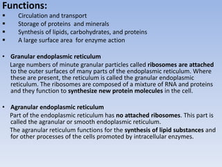 Functions:
 Circulation and transport
 Storage of proteins and minerals
 Synthesis of lipids, carbohydrates, and proteins
 A large surface area for enzyme action
• Granular endoplasmic reticulum
Large numbers of minute granular particles called ribosomes are attached
to the outer surfaces of many parts of the endoplasmic reticulum. Where
these are present, the reticulum is called the granular endoplasmic
reticulum. The ribosomes are composed of a mixture of RNA and proteins
and they function to synthesize new protein molecules in the cell.
• Agranular endoplasmic reticulum
Part of the endoplasmic reticulum has no attached ribosomes. This part is
called the agranular or smooth endoplasmic reticulum.
The agranular reticulum functions for the synthesis of lipid substances and
for other processes of the cells promoted by intracellular enzymes.
 